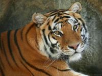Индия и Таиланд - тигры рынка нержавейки